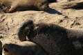 Elephant Seal - female and alpha male