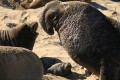 Elephant Seals - alpha male, female and pup