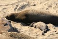 Elephant Seal - mother and pup