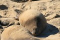 Elephant Seal - pregnant female
