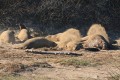 Elephant Seals cooling off