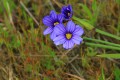 Blue Eyed-grass (Sisyrinchium bellum)