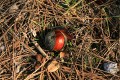 California Buckeye (Aesculus californica) - seed