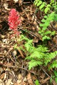 Indian Warrior (Pedicularis densiflora)
