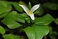 Western Trillium (Trillium ovatum)