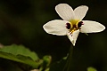 Western Heart's Ease (Viola ocellata)