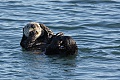 California Sea Otter - resting