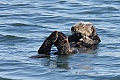 California Sea Otter - resting