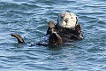 California Sea Otters - November 15, 2009