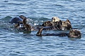 Otters sleeping