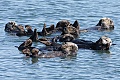 A raft of otters