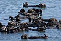 A raft of otters