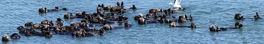 A raft of California Sea Otters