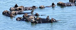 A raft of California Sea Otters