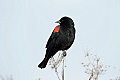 Red-winged blackbird (Agelaius phoeniceus)