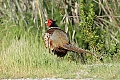 Ring-necked pheasant (Phasianus colchicus)