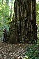 Randy admires an ancient redwood