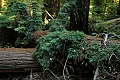 Redwood sprouts on fallen tree