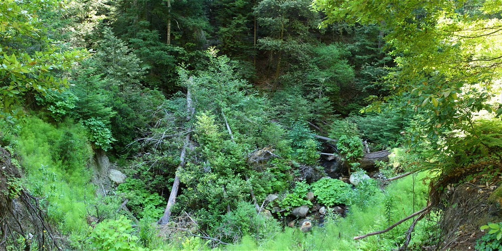 Opal Creek overgrowth