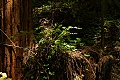 Huckleberry on redwood stump