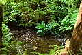 Butano Redwoods State Park - July 3-4, 2010