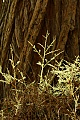 Albino redwood