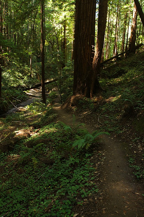 Little Butano Creek Trail