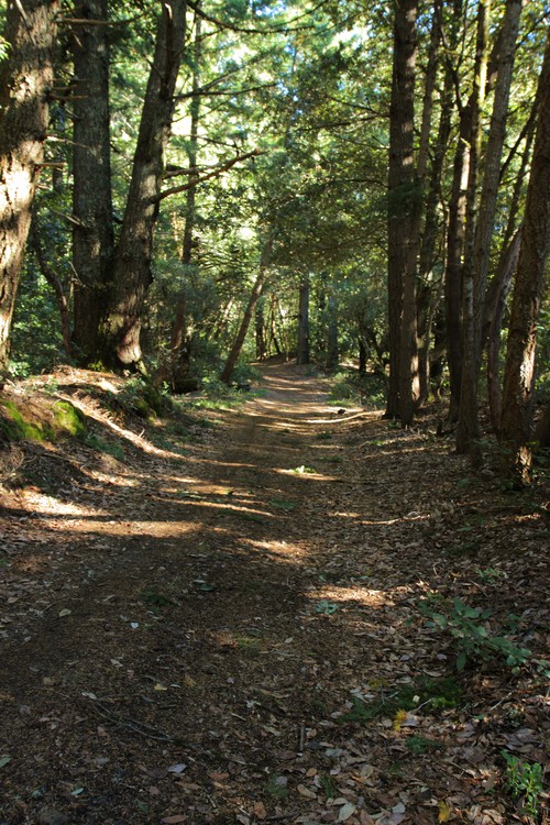 Fir Trail