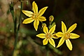 Golden Brodiaea (Triteleia ixioides ssp. ixioides)