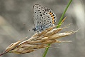 Acmon Blue butterfly (Icaricia acmon)