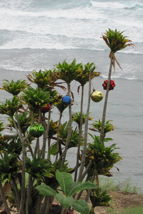 Hawaiian Christmas bush
