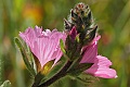 Checkerbloom (Sidalcea malveflora)