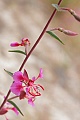 Elegant clarkia (Clarkia unguiculata)