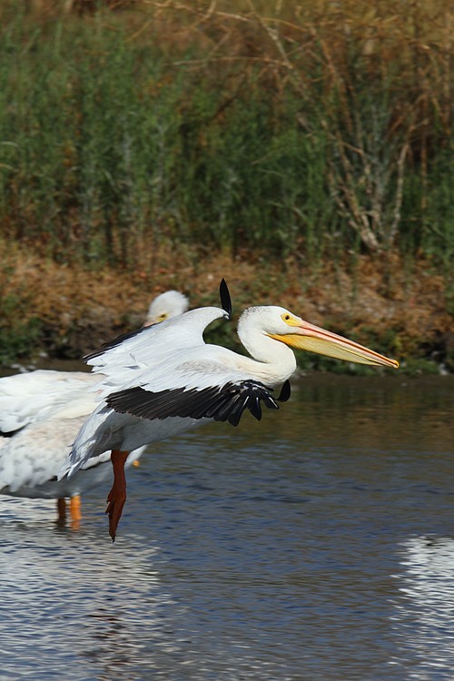 Pelican landing