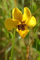 California Golden Violet (Viola pedunculata)