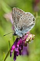 Silvery Blue butterfly (Glaucopsyche lygdamus)