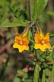 Sticky Monkeyflower (Diplacus aurantiacus ssp. aurantiacus)