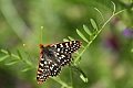 Variable checkerspot butterfly (Euphydryas chalcedona)