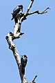 Acorn Woodpeckers (Melanerpes formicivorus)