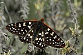 Variable checkerspot butterfly