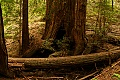 Fallen redwood