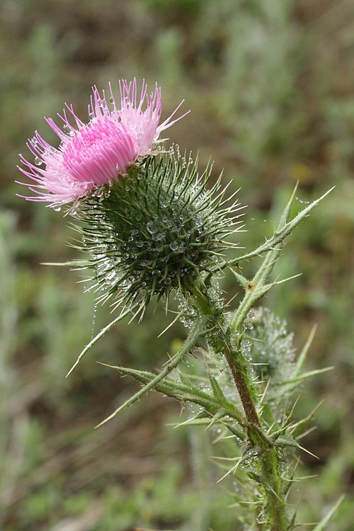 Thistle with fog drip