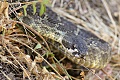 Rattlesnake #2
