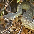 Rattlesnake #3
