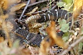 Rattlesnake #3