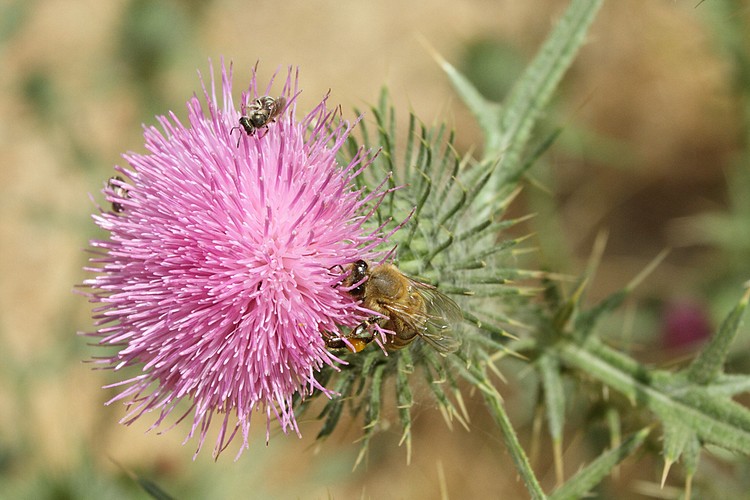 Bees on thistle