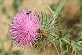 Bees on thistle