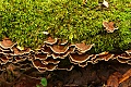 Moss and fungus