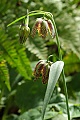 Checker Lily (Fritillaria affinis)