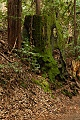 Ancient redwood stump